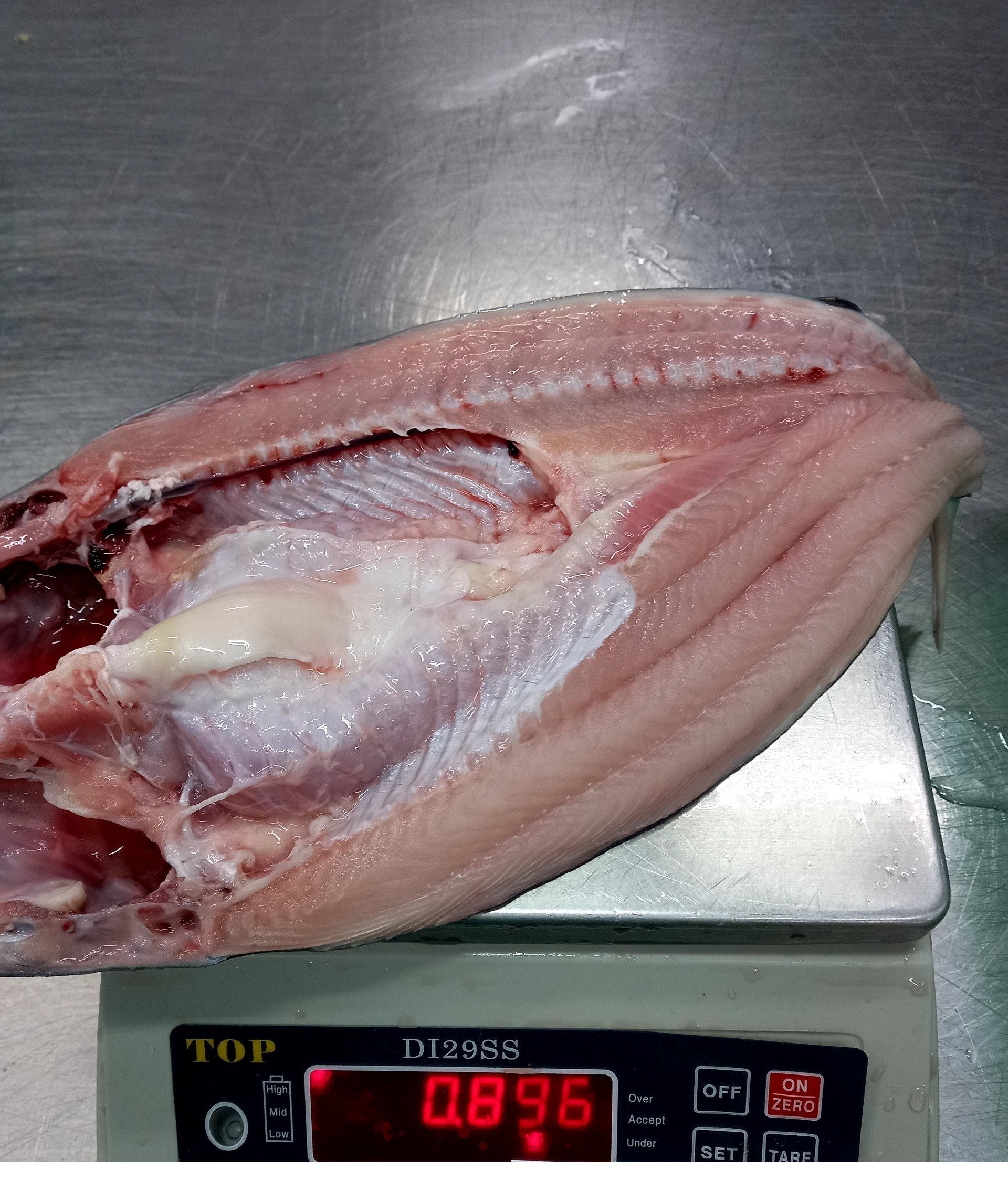 web pangasius butterfly (1)