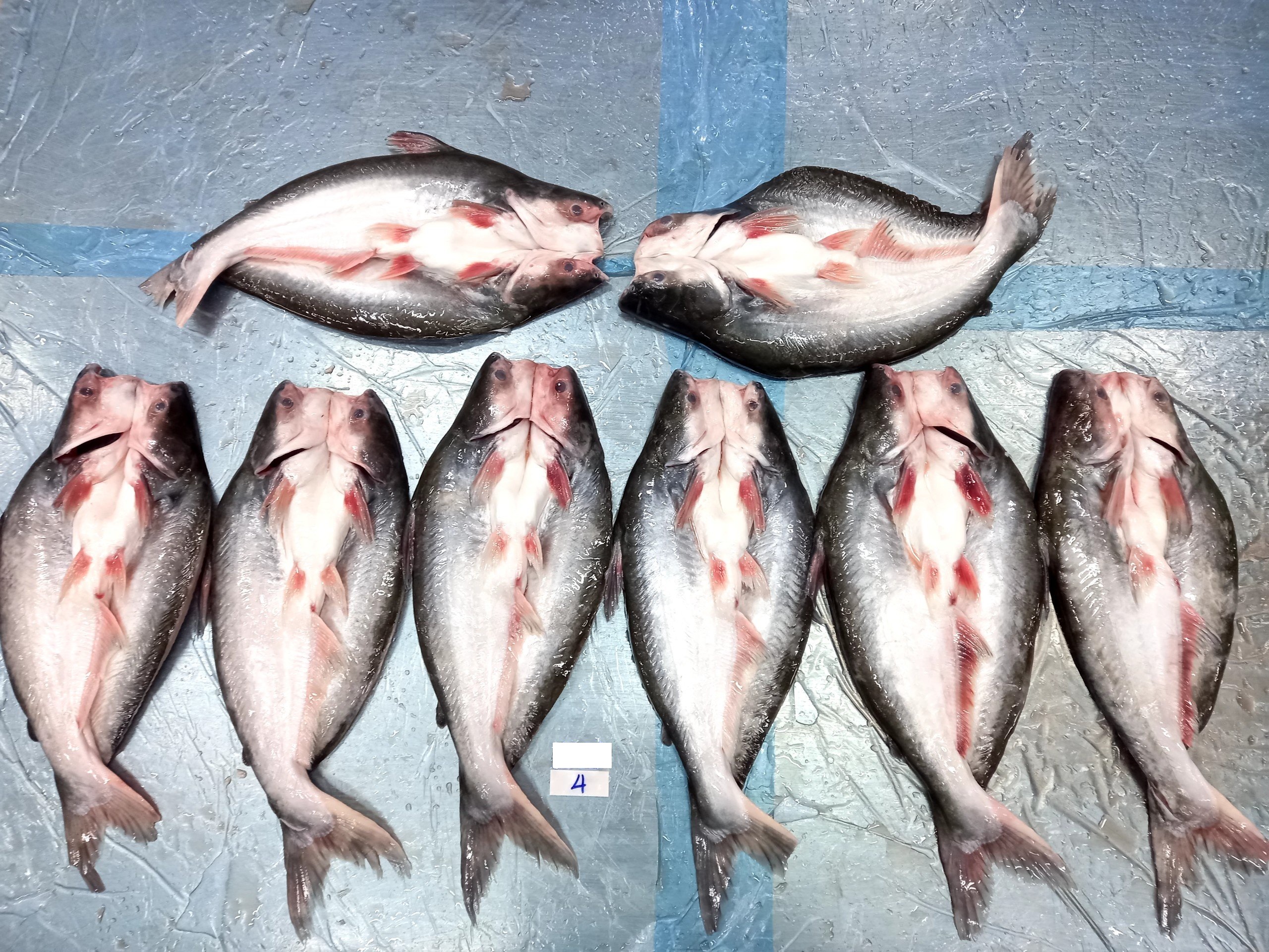 web pangasius butterfly (3)